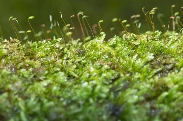 <strong>苔藓</strong>林