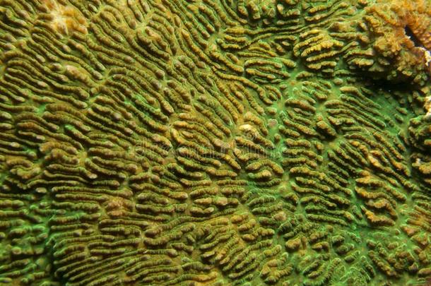 珊瑚-厚壁藻属。
