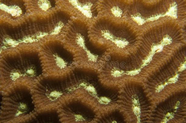 迷宫珊瑚。