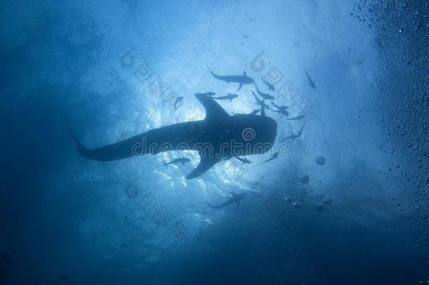 鲸鲨-莱茵鳕