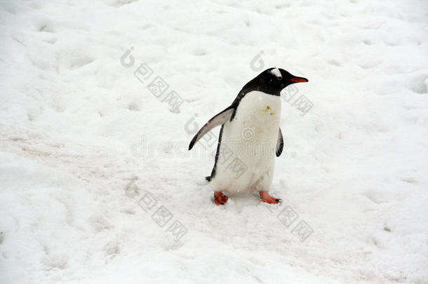 企鹅，小雪风暴，