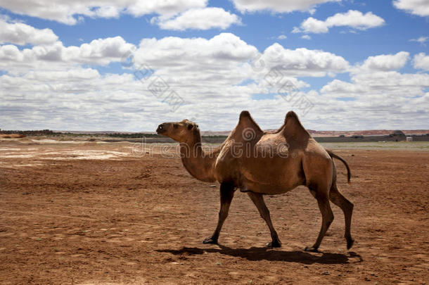 戈壁沙漠中的骆驼