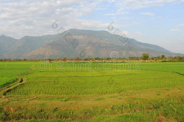 champasak附近的稻田