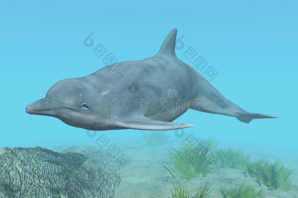 潜水海豚