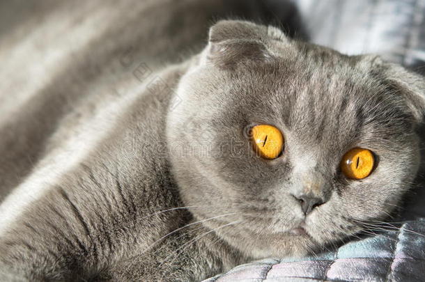 有着美丽的大眼睛和橙色眼睛的猫