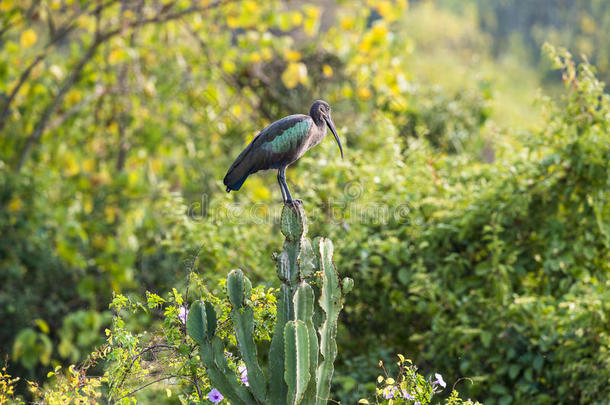 hadada ibis-hagedahia hagedash-鸟