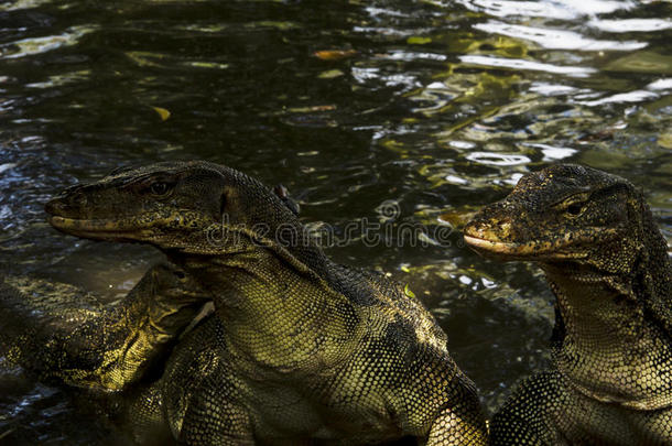 水监测仪（varanus salvator）