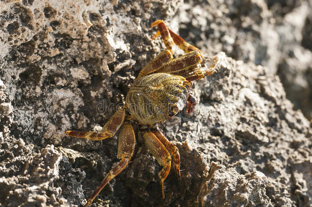 岩石上的红海游动蟹