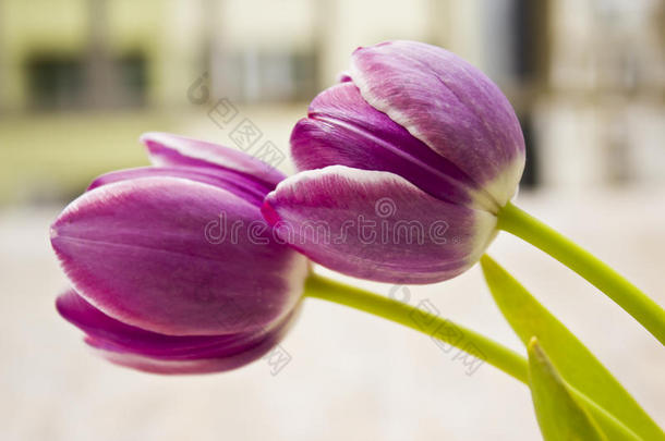 两朵紫色郁金香