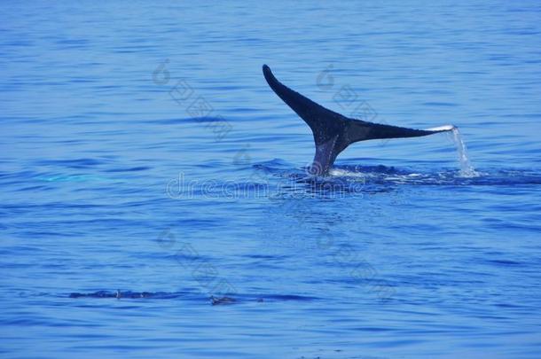 潜入水中的鲸鱼尾巴