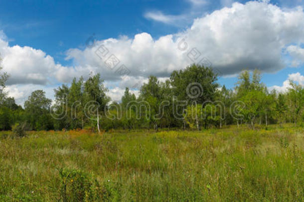 公园里的夏日风景。全景图