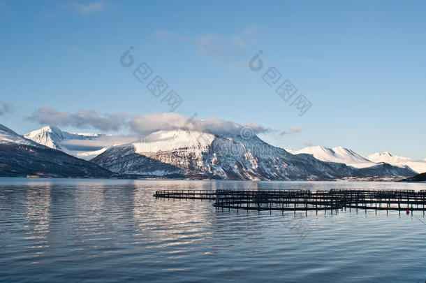 挪威的鲑鱼养殖场