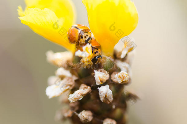 黄花植物上的<strong>小瓢虫</strong>