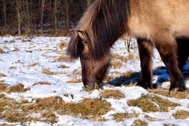 小马在冬季牧场吃草