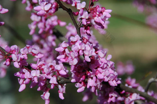 东方红芽树