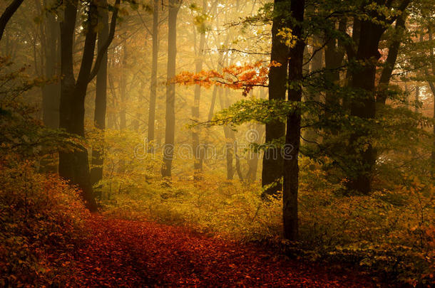 秋天美丽的森林