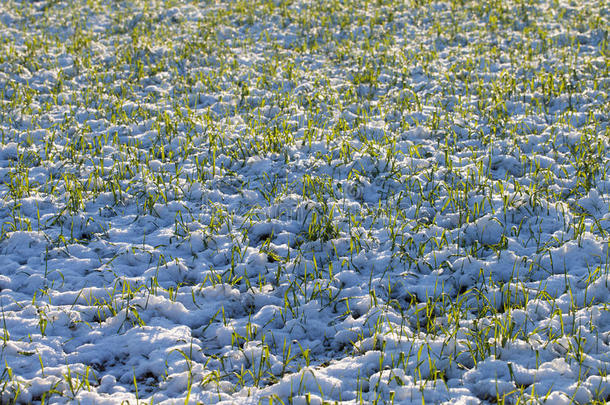 小麦子上的雪。