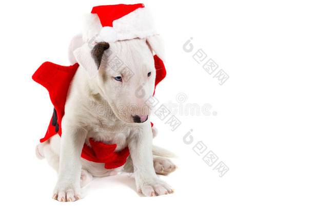 穿着圣诞老人服装的可爱小狗