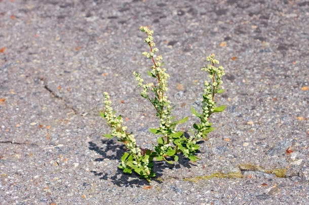 沥青藜麦植物