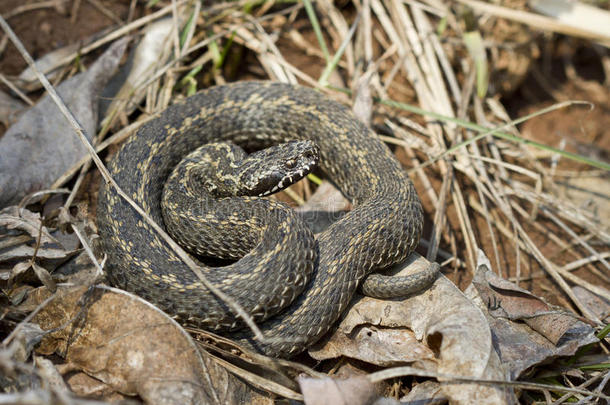 乌尔西尼的毒蛇正沐浴在春天的阳光下。