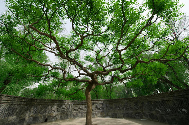 颐和园的老树