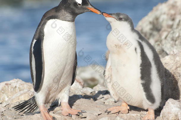 珍图企鹅<strong>雏鸟</strong>喂养。