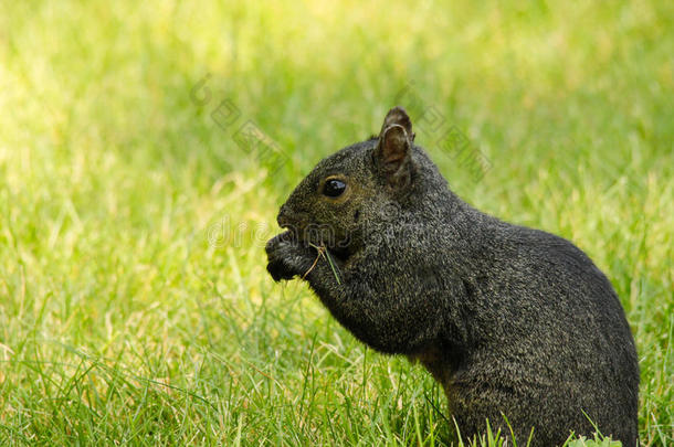 一只黑松鼠在草地上吃东西
