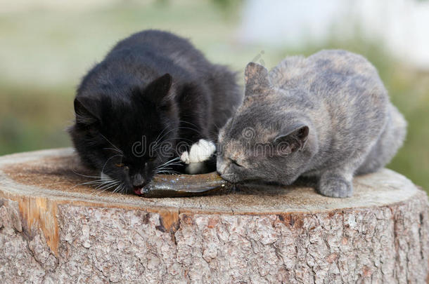 两只小猫吃鱼。