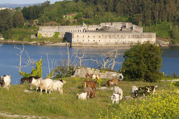 拉帕尔马城堡和放牧山羊
