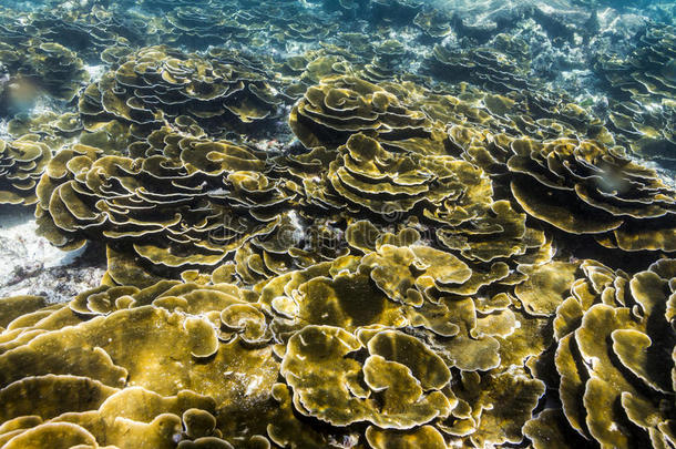 生菜珊瑚