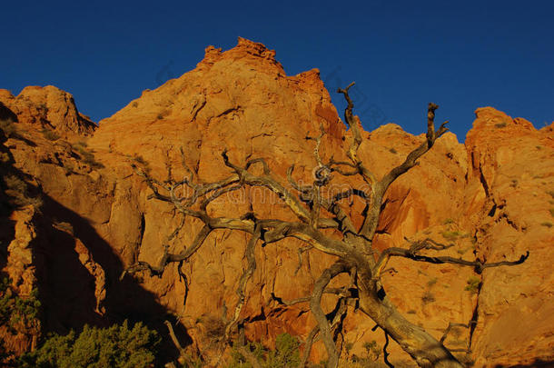 犹他州莫基山附近干燥的树木和岩石上的第一缕晨光