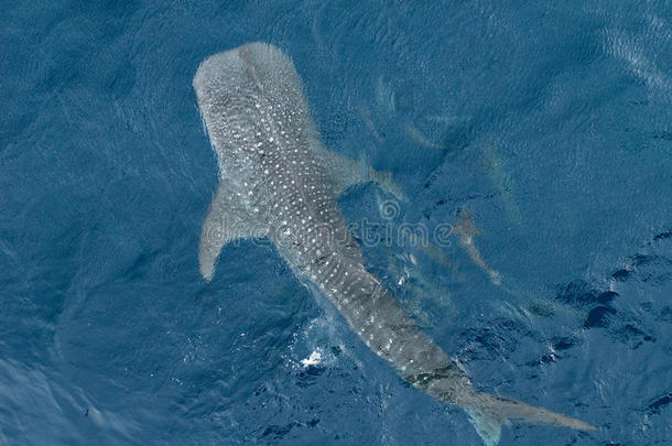 大鲸鲨俯视图
