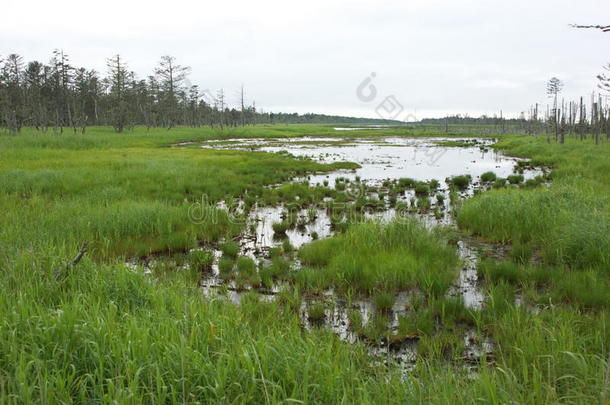 顺口溜湿地