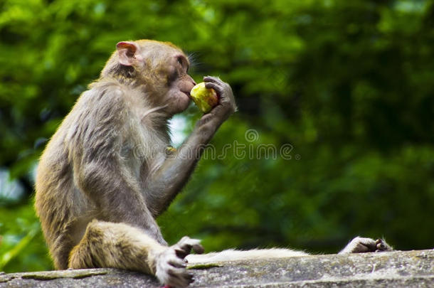 野猴吃水果