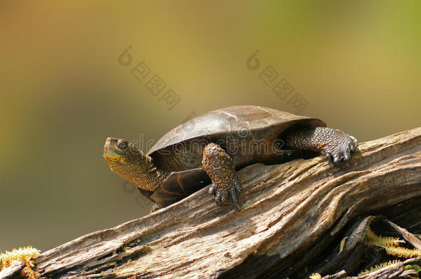 木上的西塘龟
