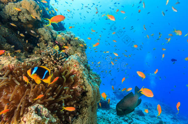 热带鱼和小丑鱼在珊瑚礁周围游动