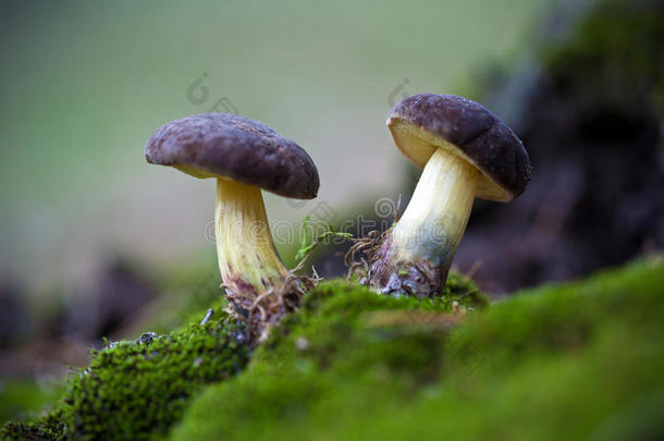 苔藓中的两个蘑菇