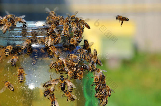 装着蜜蜂的蜂蜜罐