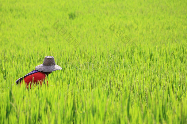 农民收割成熟的水稻