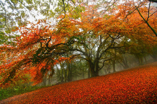 秋天童话森林树