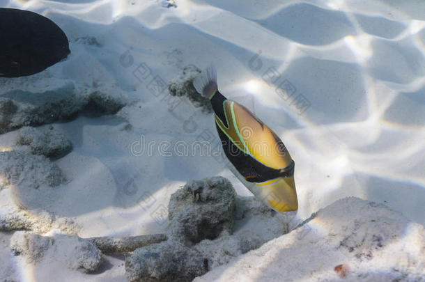 思密兰岛的毕加索三角鱼