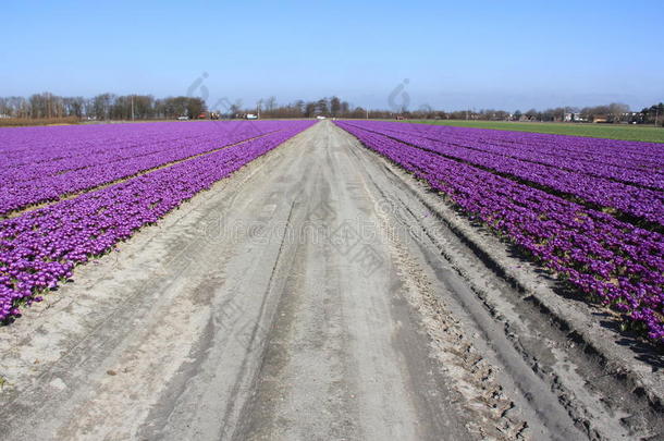 荷兰美丽的<strong>紫色花朵</strong>的田野