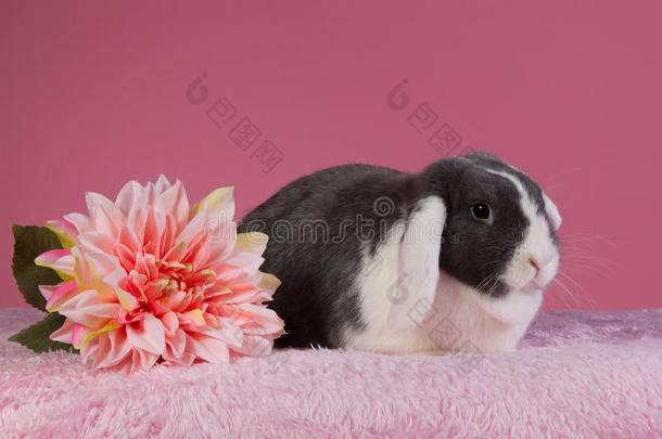 粉红色背景和花朵的迷你罗布兔