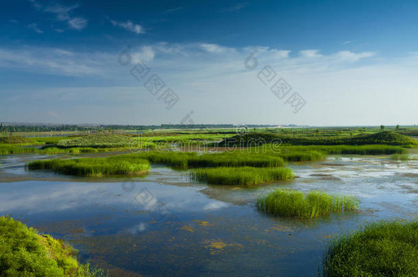 阳光中国芦苇湿地