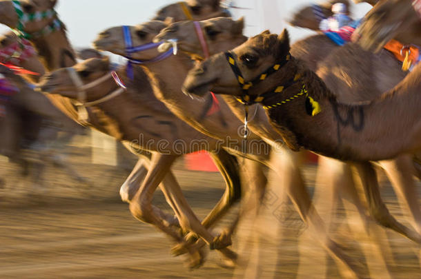 迪拜al marmoum骆驼<strong>赛马场</strong>