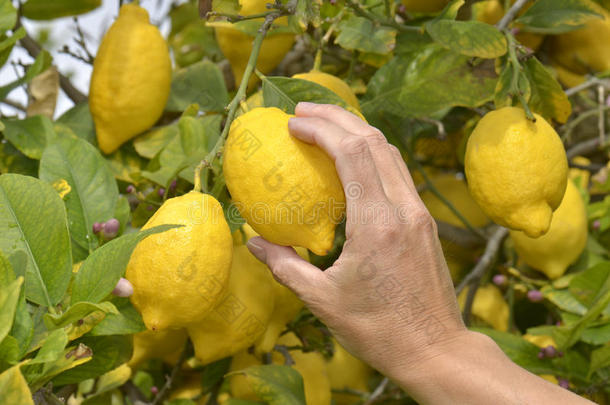 <strong>农民收割</strong>成熟的柠檬