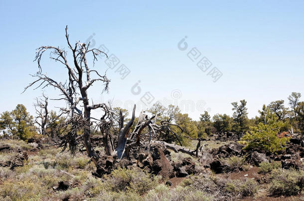 半干旱自然景观中的帚杆树