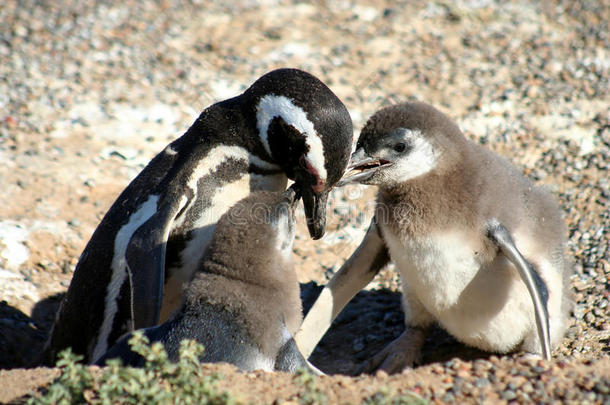 企鹅喂养婴儿