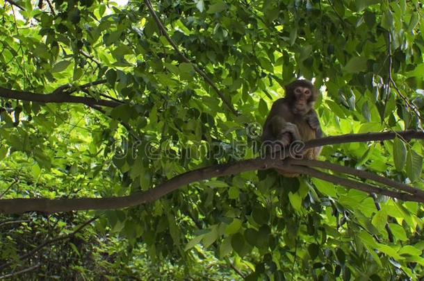 栖息在树上的野生猴子