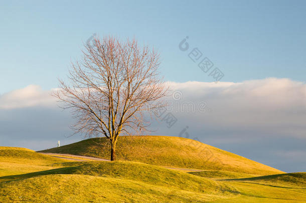 高尔夫球场上的孤独树